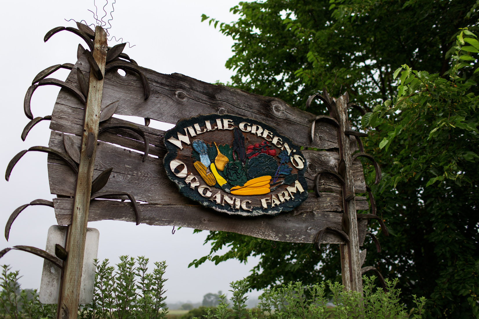 Fields at Willie Greens Wedding