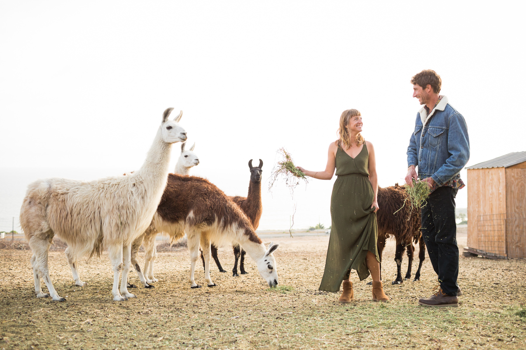 Llama Engagement Photos
