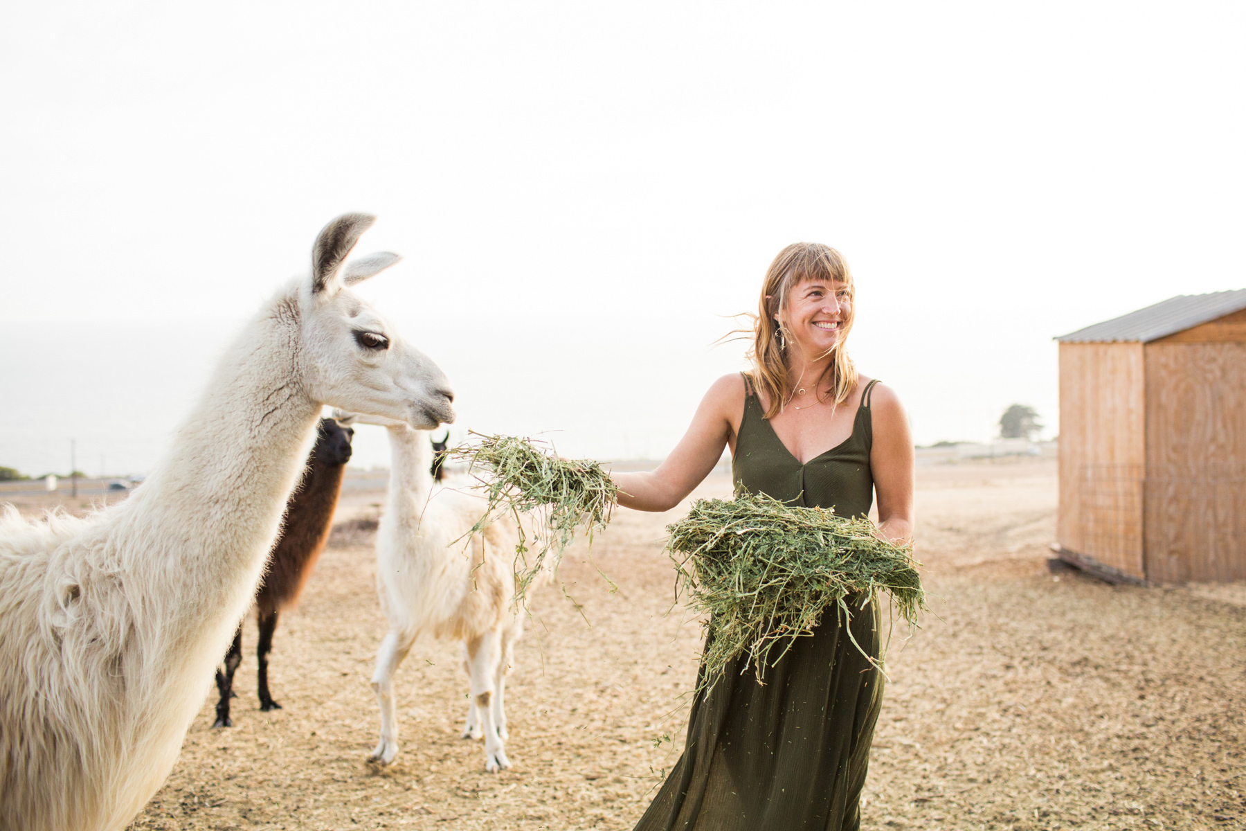 Llama Engagement Photos