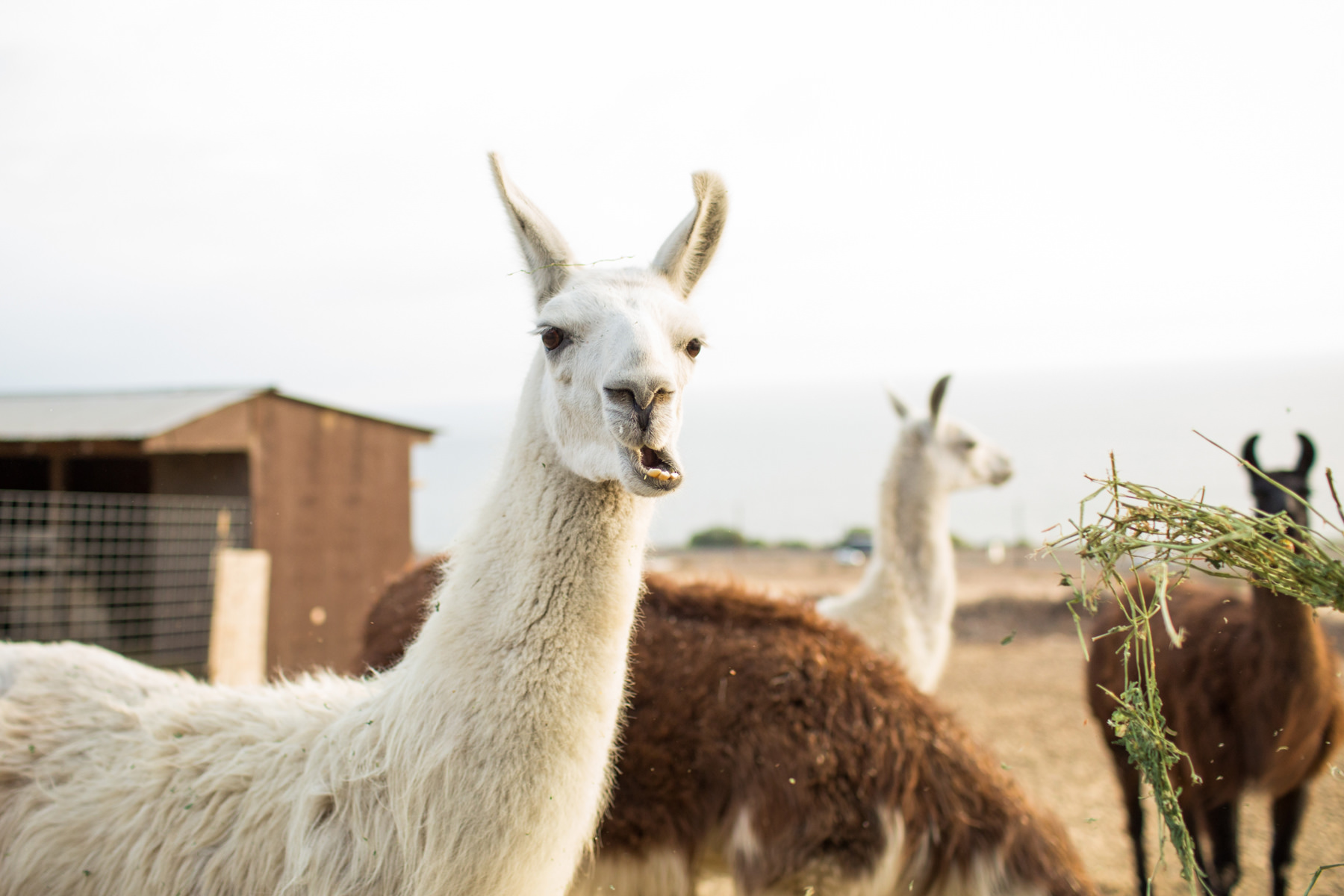 Llama Engagement Photos