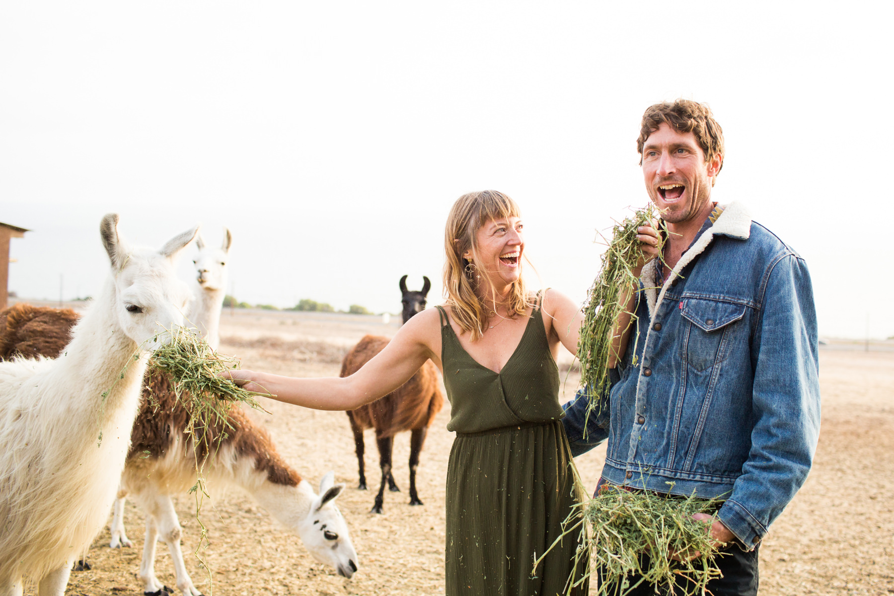 Llama Engagement Photos