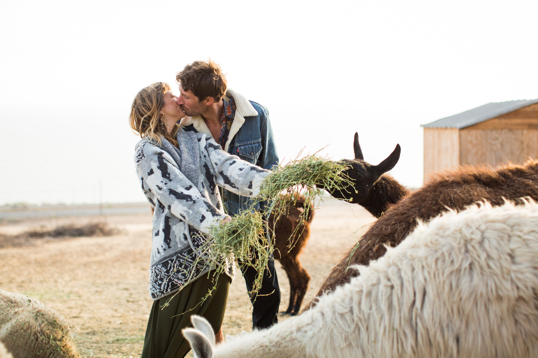 Llama Engagement Photos
