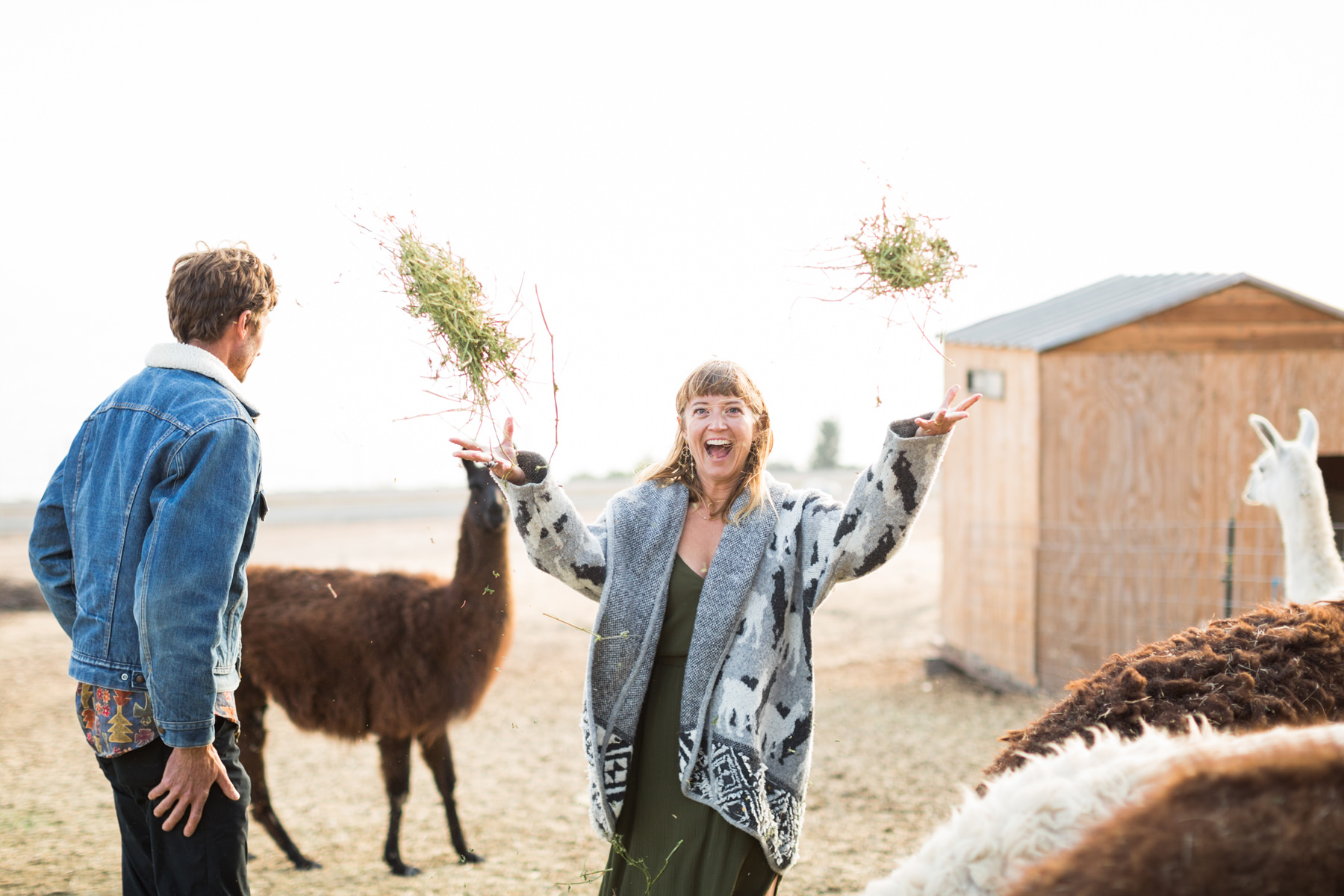 Llama Engagement Photos