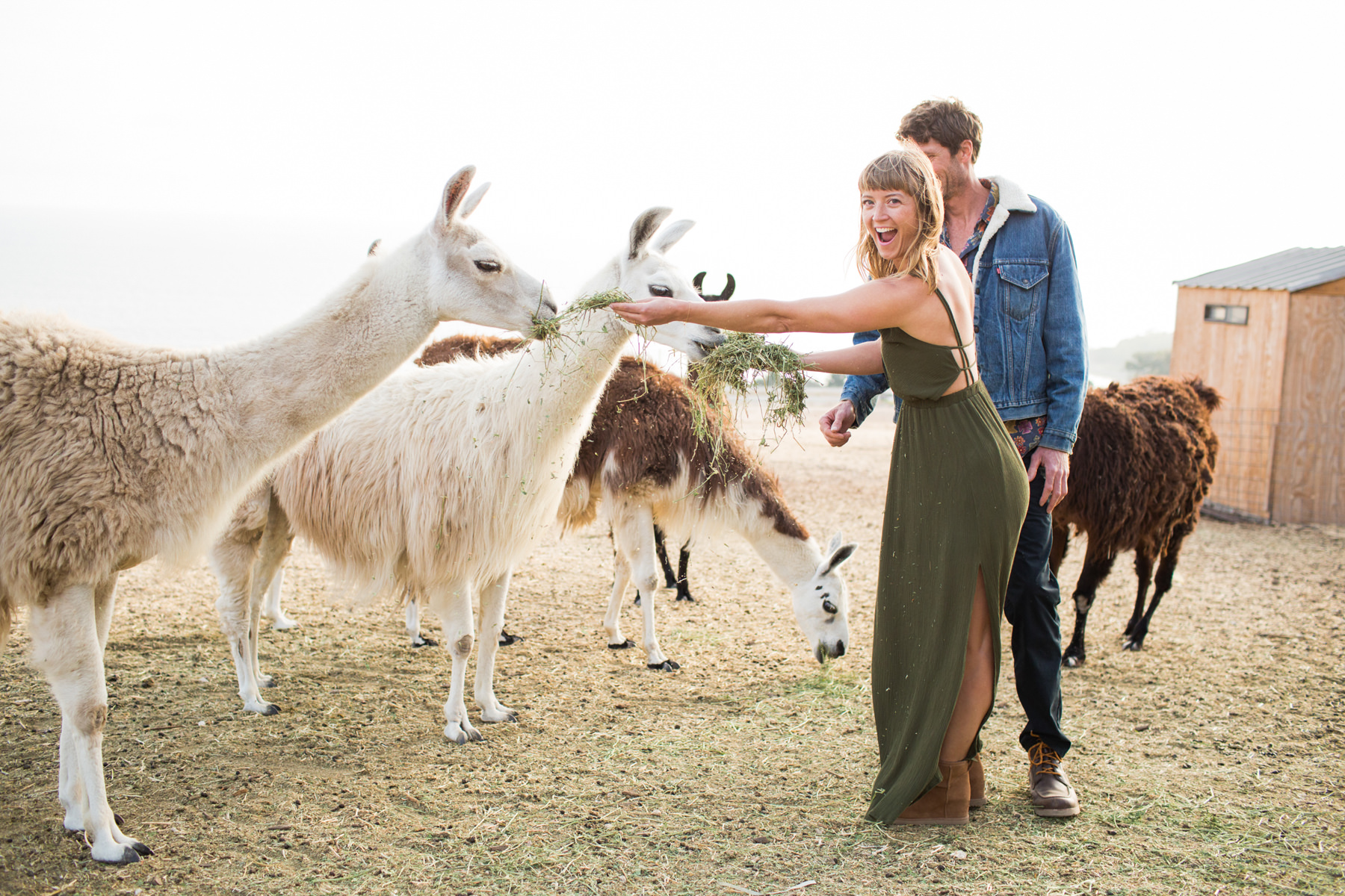 Llama Engagement Photos