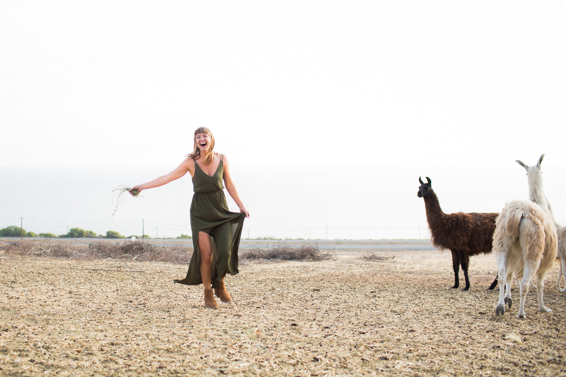 Llama Engagement Photos