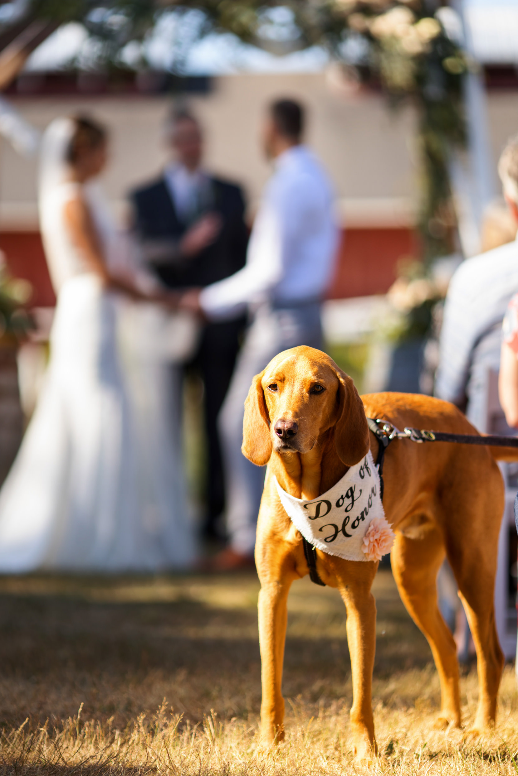 Greenbank Farm Wedding Photos