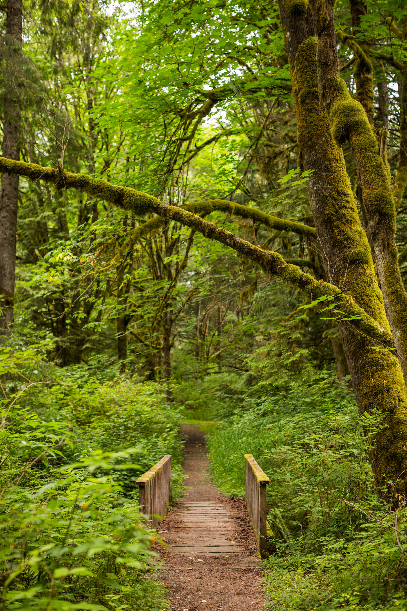 Snoqualmie Falls Proposal Photos