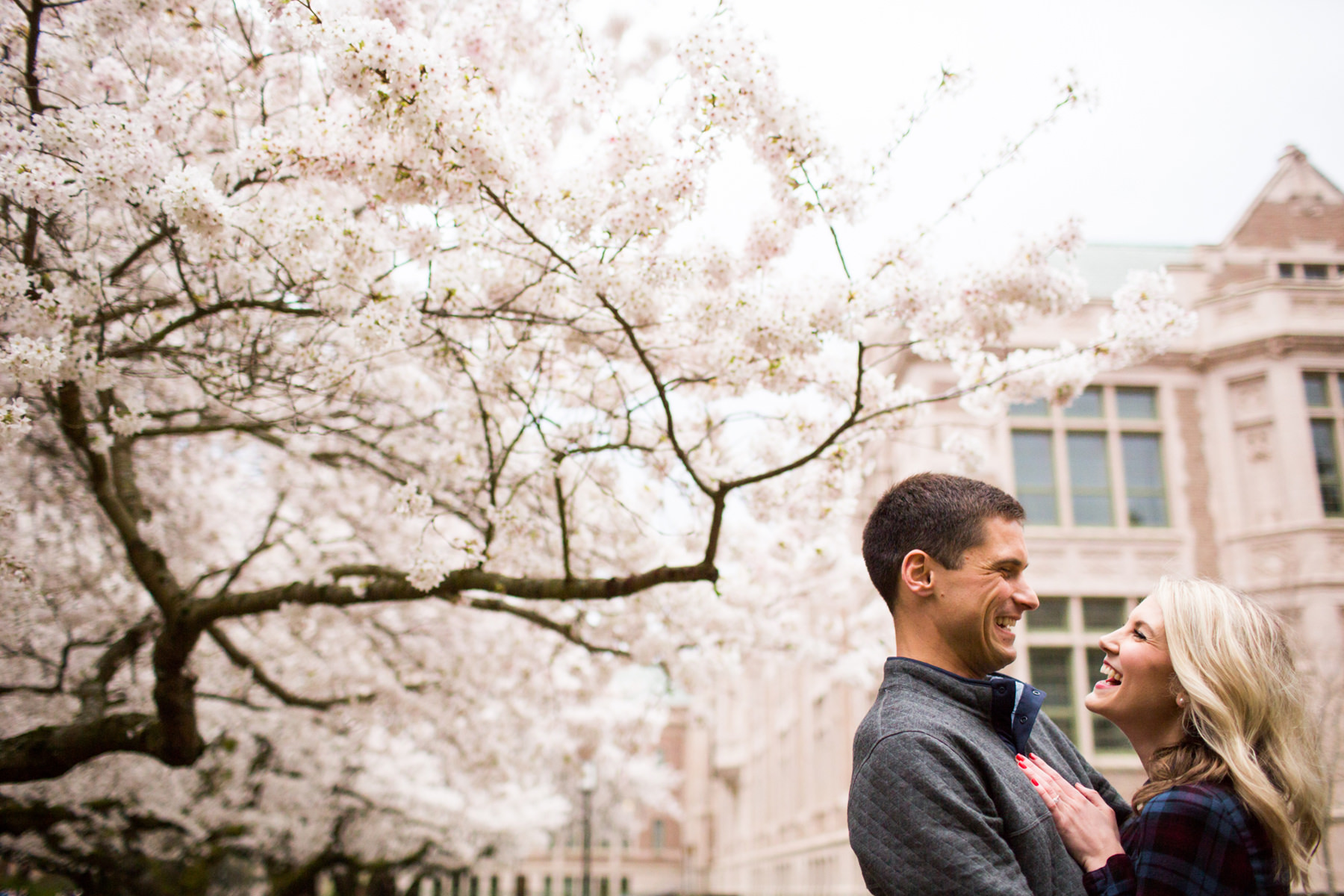 University Of Washington Cherry Blossom Photos